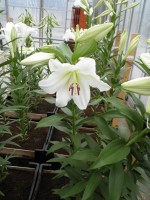 [1723 Terni No02.JPG]